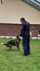 Ukázka výcviku policejního psa