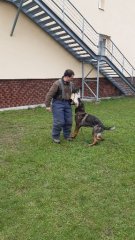 Ukázka výcviku policejního psa